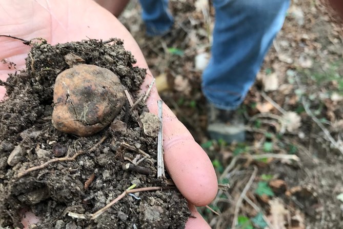 Tuscan Walk and Hunt for Truffles - Tour Overview