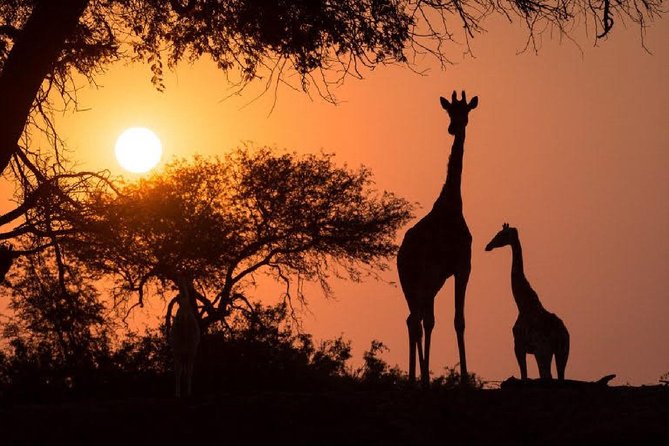 Twilight Game Safari Trip by Open Car in Victoria Falls - Good To Know