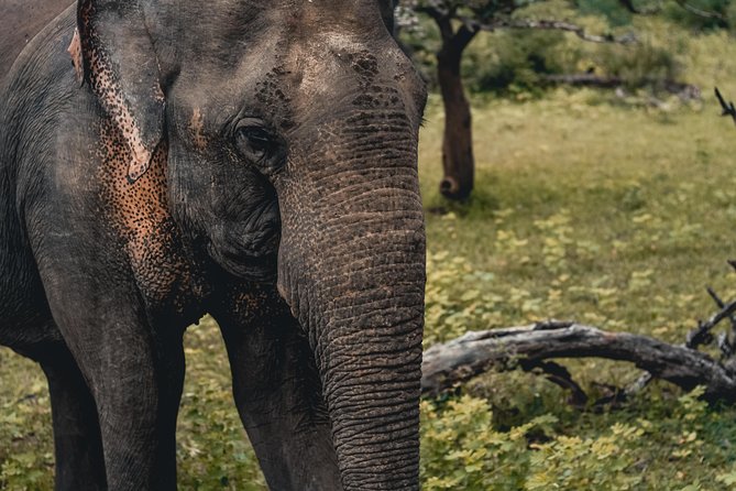 Udawalawa Safari(3-4hours) - Private Jeep With Experienced Driver - Good To Know
