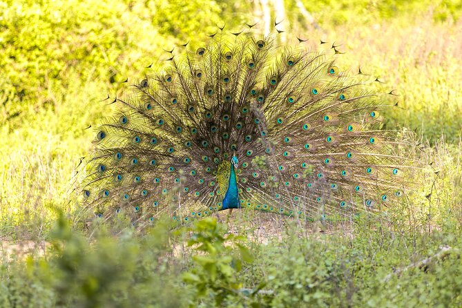 Udawalawe National Park and Elephant Transit Home From Galle - Tour Highlights