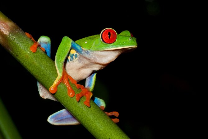 Uvita: Nature and Wildlife Night Tour in Tropical Forest -Private - Good To Know