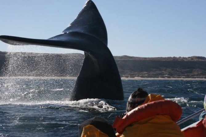 Valdés Peninsula - Full Day Excursion - Good To Know