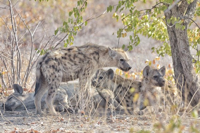 Victoria Falls- Okavango Delta Safari (11 Nights/ 12 Days) - Good To Know