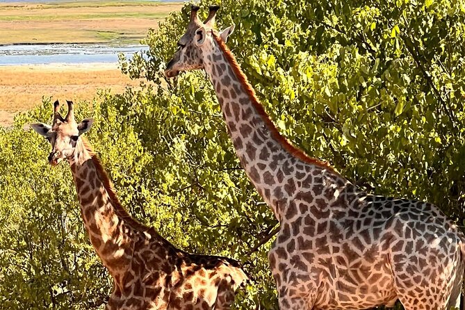 Victoria Falls to Chobe National Park, One Day Wildlife Adventure - Good To Know