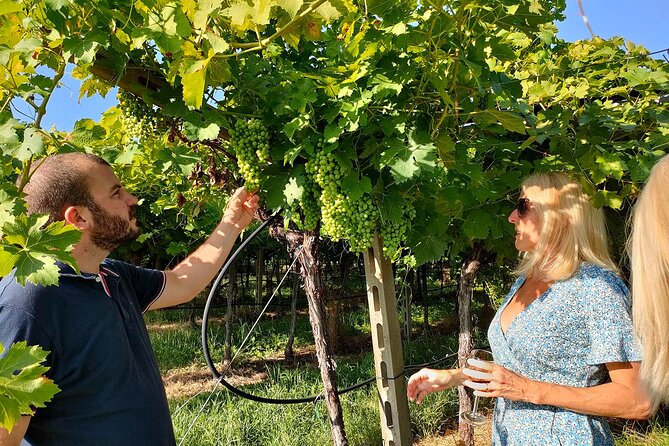 Vineyard Tour and Wine Tasting in Cavaion Veronese - Good To Know