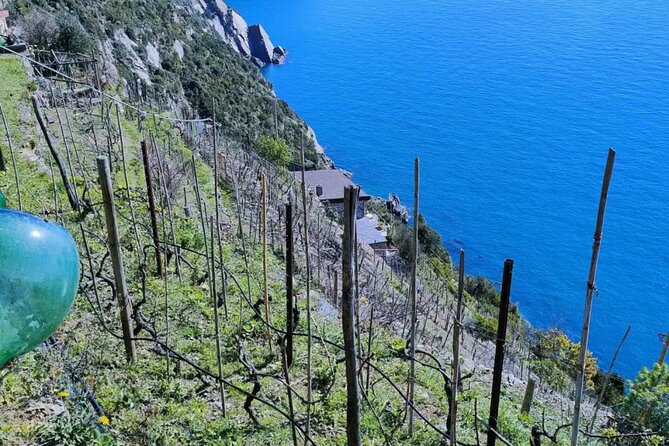 Vineyard Tour With Wine Tasting in Cinque Terre - Good To Know