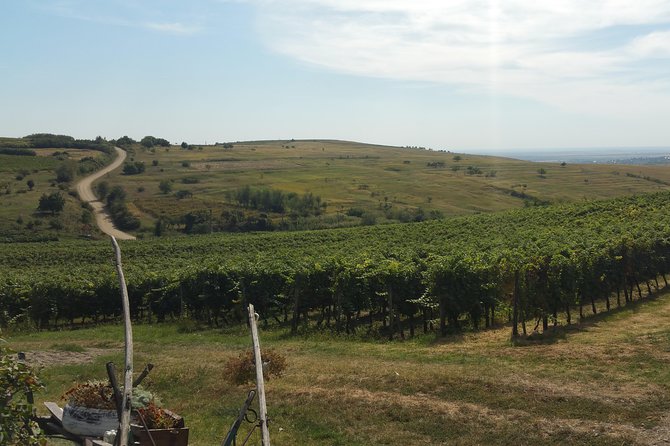 Vineyards and Wine Tasting Experience - Good To Know