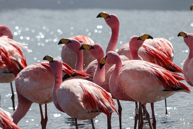 Virtual Tour Salar De Uyuni - Bolivia (Online Exhibition via Zoom) - Good To Know