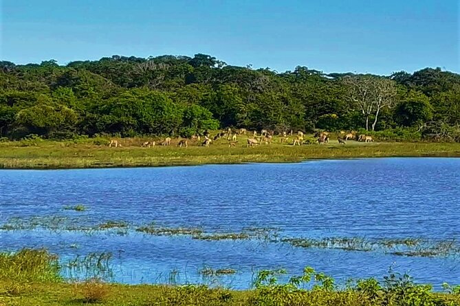 Visit Ella and Yala Safari - 02 Days, All Inclusive - Good To Know