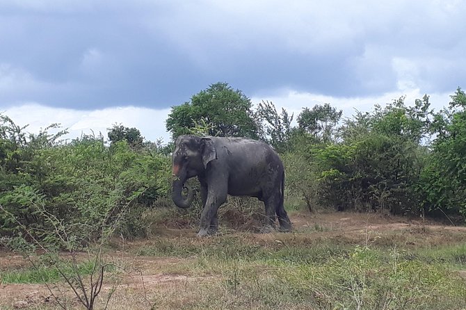 Visit Jeep Safari at Minneriya National Park From Kandy - Good To Know