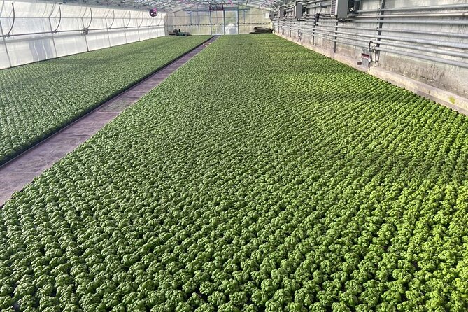 Visit the Basilic Greenhouses and Taste Pesto in Genova Prà - Experience Details