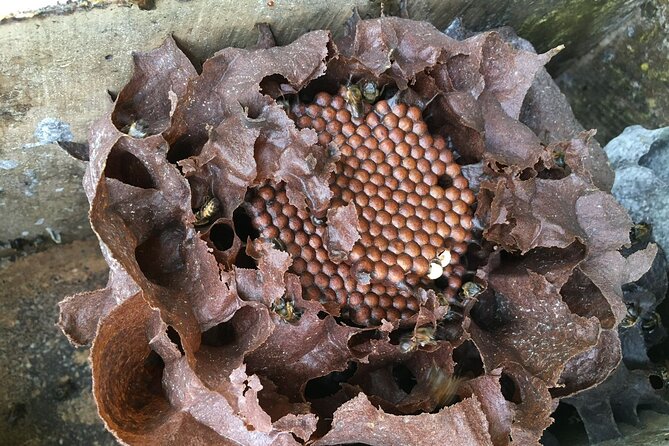 Visit to the World of Bees in Alajuela - Good To Know