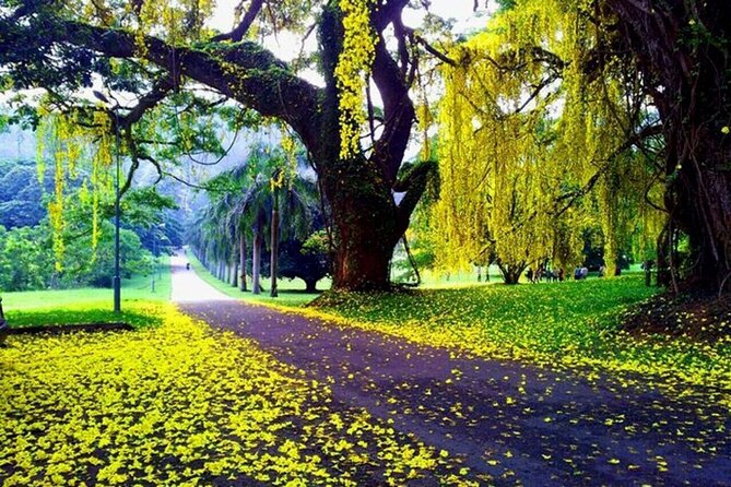 Visit Unique Sites in Kandy Private Day Tour; Solo; Small Group - Good To Know