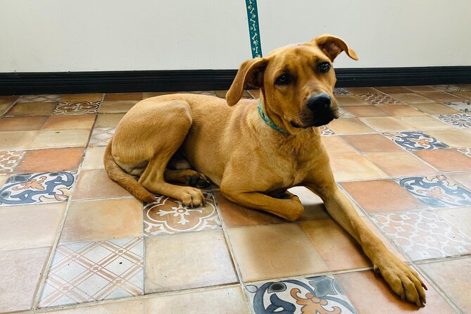 Volunteer at CR Dog Rescue - Good To Know