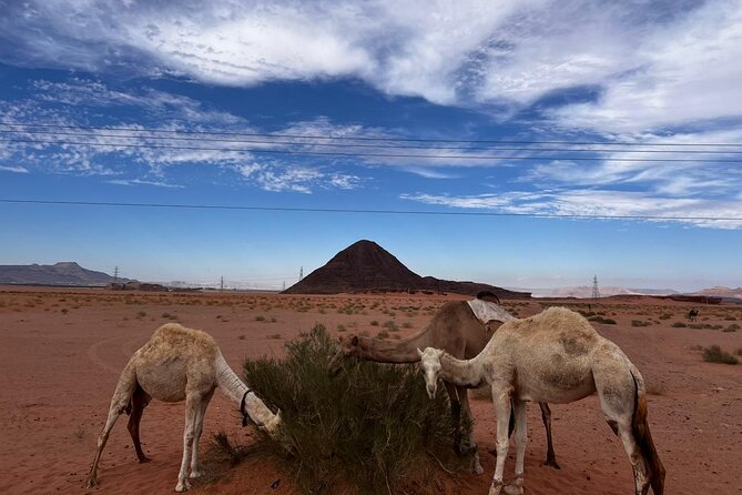 ‏Wadi Rum Trip From Aqaba, Round Trip, Includes a 2 -Hour Jeep - Good To Know