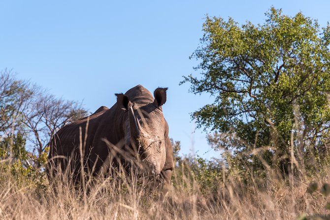 Walking Safari - Good To Know
