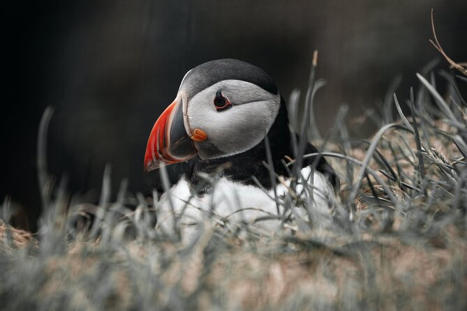 Westman Islands Day Tour by Luxury Van and Ferry