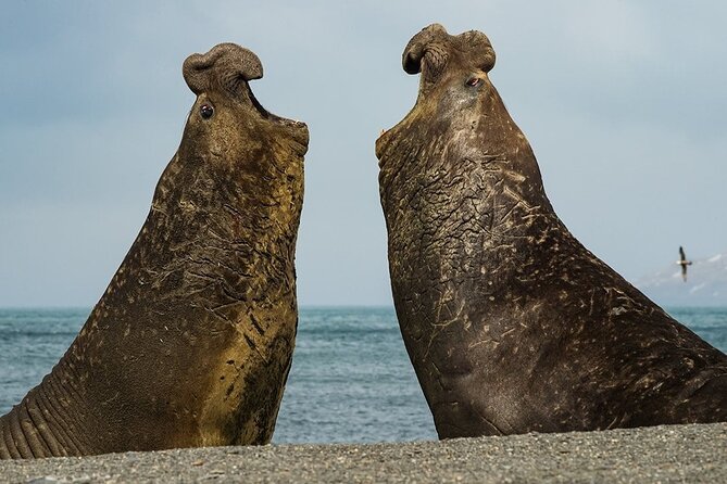 Whale Point to See Penguins and Elephant Seals - Good To Know