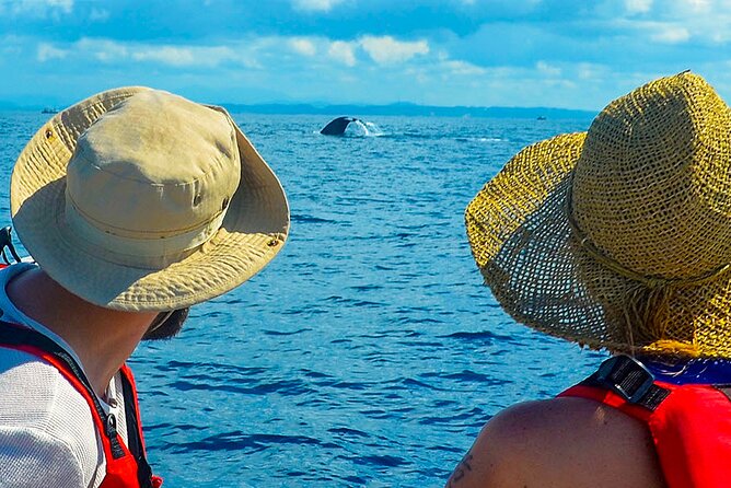 Whale Watching Boat Tour From Ahungalla - Good To Know