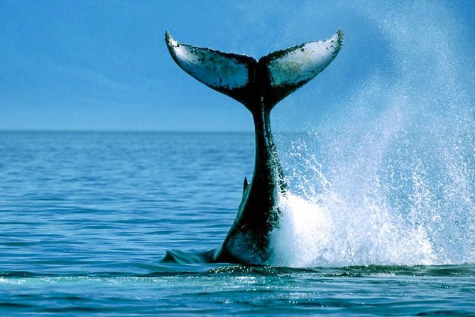 Whale Watching Shared Boat Tour From Bentota - On-Board Naturalist Guide