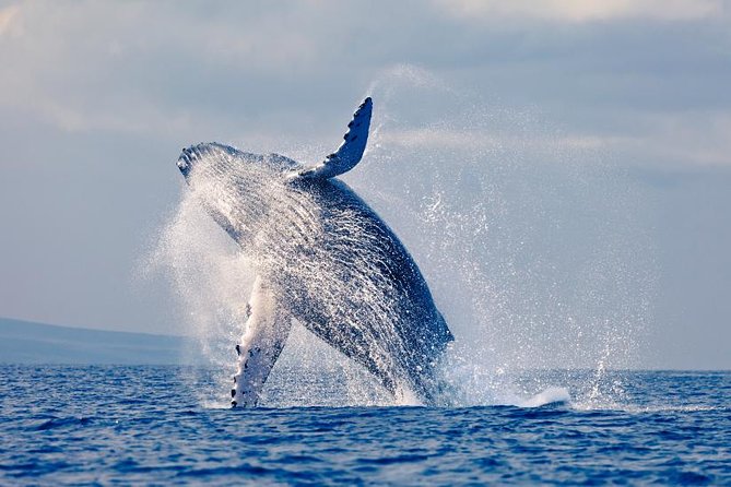 Whales Watching in Pacific Sea of Colombia - Good To Know