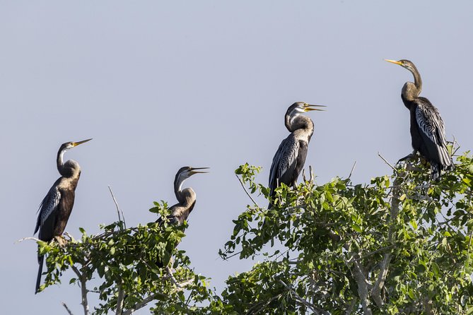 Wild Wonders and Hidden Temples From Bentota (2 Days) - Yala National Park Game Drive Experience