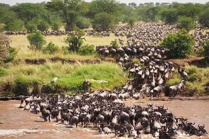 Wildebeest Migration at Masai Mara - Good To Know
