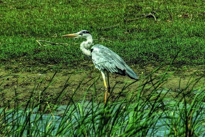 Wildlife Safari at Bundala National Park