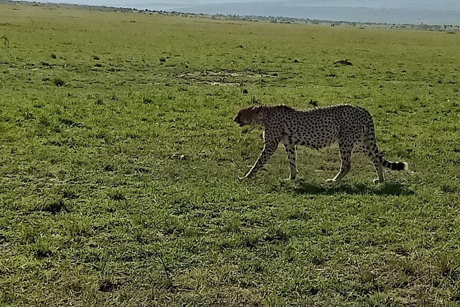 Wildlife Safari & Conservation Projects - Good To Know