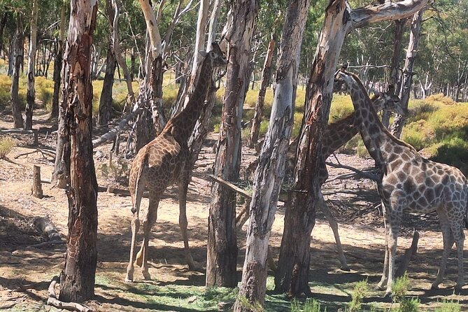 Wildlife Safari in Aquila Game Reserve, Cape Town - Good To Know
