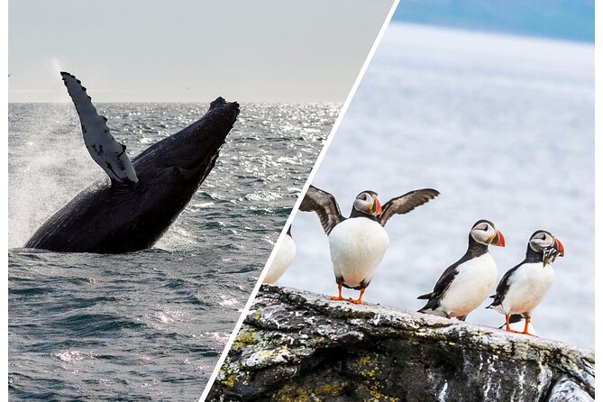 Wildlife Whale Watching and Puffin Tour in Reykjavik - Good To Know