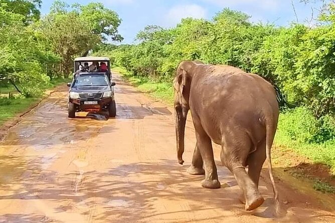 Wilpattu National Park Excursion - Good To Know
