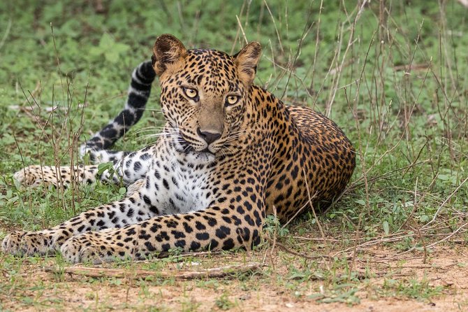 Wilpattu National Park Private Safari (All Inclusive) From Negombo - Good To Know