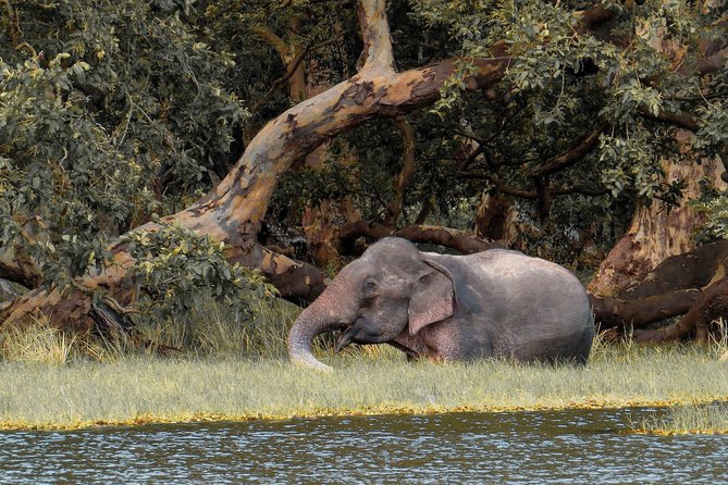 Wilpattu National Park Private Safari - Good To Know