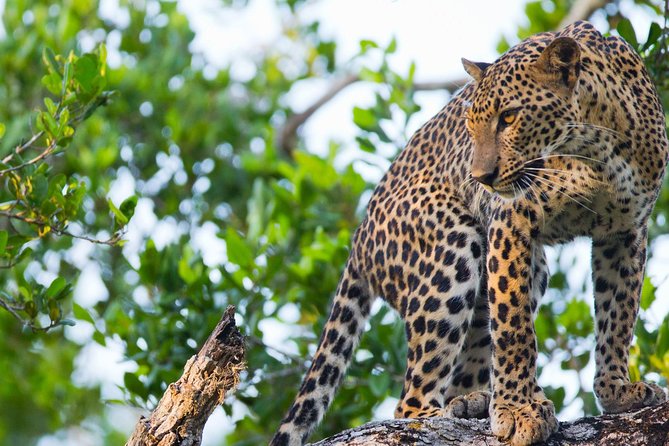 Wilpattu National Park Ticket With Jeep Safari & Transfers - Good To Know