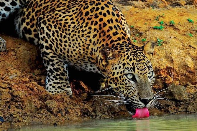 Wilpattu National Park Tour From Bentota With Jeep SAFARI - Good To Know