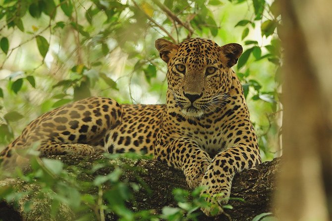 Wilpattu Safari Drive From Trincomalee, Nilaveli & Suburbs - Good To Know