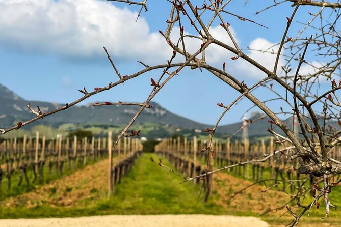 Wine Tasting With Local in the Vineyard in Alghero - Overview of the Experience
