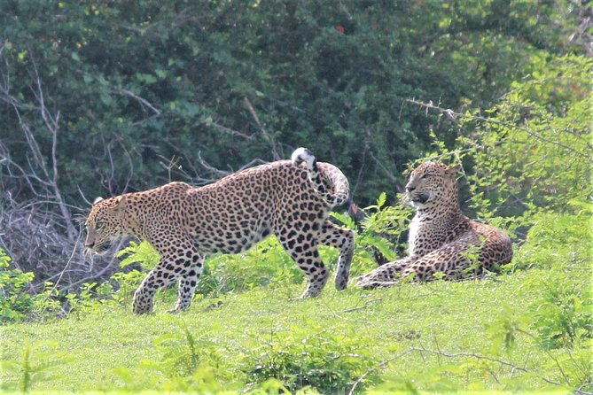 Yala National Park Jeep Safari - One Day Trip - Good To Know