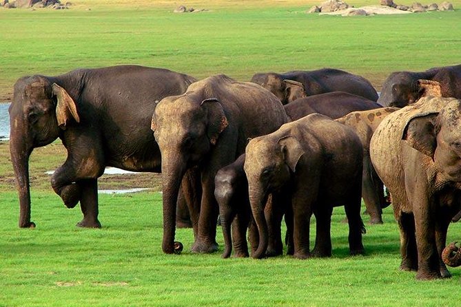 Yala National Park Jeep Safari With an Expert Of Wildlife - Good To Know