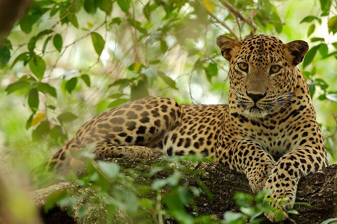 Yala National Park Safari |From Hambantota Port (Shore Excursion) - Good To Know