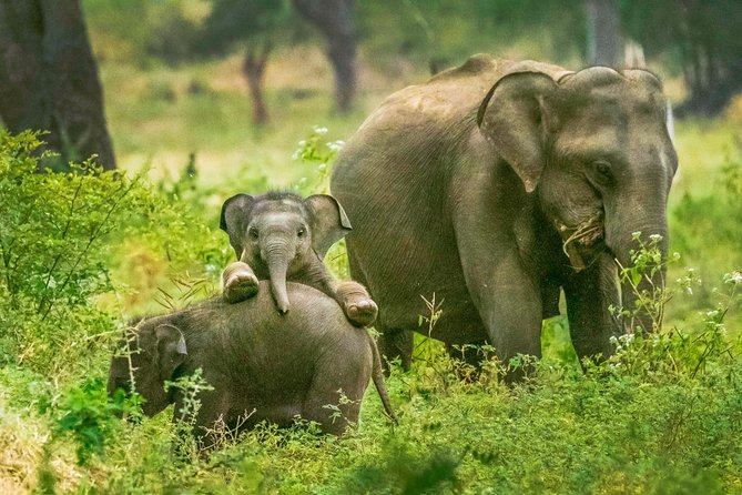 Yala National Park Safari From Tangalle - Good To Know