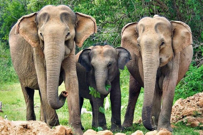 Yala National Park Safari - Good To Know