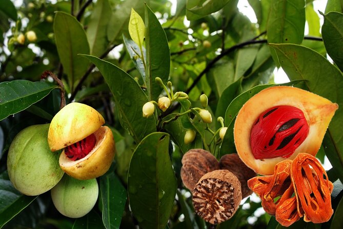 Zanzibar Spice Tour, Kuza Cave Tour, The Rock Restaurant, Kae Funk Sunset Beach - Good To Know