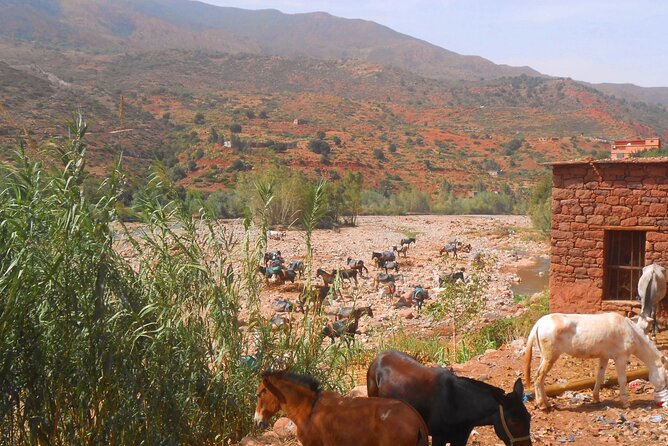 Zat Valley and the Atlas Mountain Private Day Trip From Marrakech With Lunch. - Good To Know