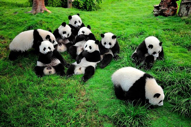 1 Day Giant Panda & Leshan Buddha Private Tour