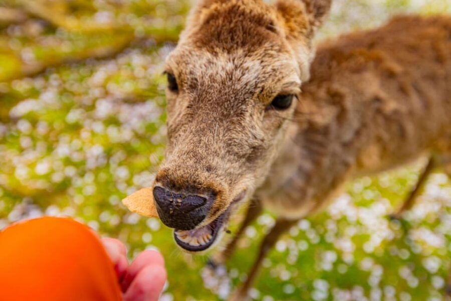1-Day Walking Tour in Nara: Palace, Deer and Inkstick - Detailed Itinerary