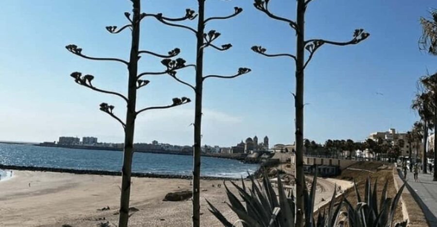 2 Hours Private Historical Tour in Cadiz - Tour Overview