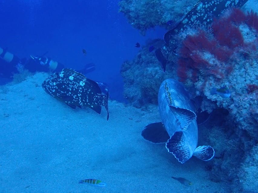 2 PRIVATE GUIDED DIVES - Activity Overview