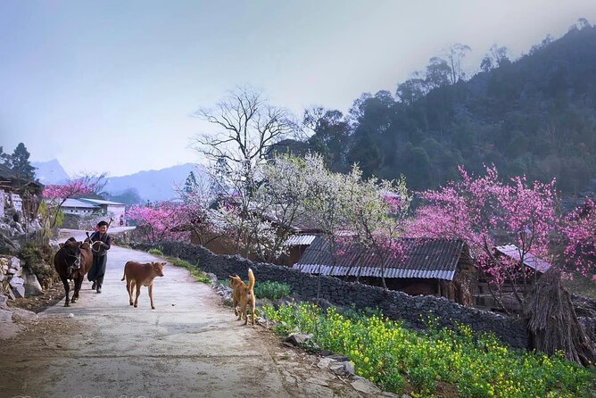 3 Days Exclusive Ha Giang Tour Adventure Experience